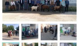 ذبح 15 گوسفند قربانی در زنجان